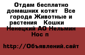 Отдам бесплатно домашних котят - Все города Животные и растения » Кошки   . Ненецкий АО,Нельмин Нос п.